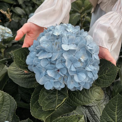 #hydrangea-flower #hydrangea lover Hydrangea Garden Aesthetic, Hydrangeas Flower Bouquet, Hydrangea Flowers Aesthetic, Hydrangea Blue Aesthetic, Hydenyia Flower, Hydrangea Bouquet Aesthetic, Blue Hydrangea Aesthetic, Hydrangeas Aesthetic, Aesthetic Hydrangea