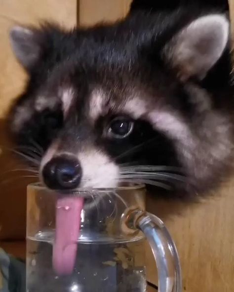 Pet Raccoon, Animal Humour, Cute Rats, Cute Raccoon, Raccoon Funny, Caption This, Silly Animals, Cute Wild Animals, Racoon