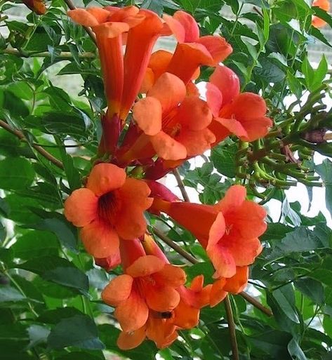 Flamenco Trumpet Vine trumpet-shaped red flowers Angel Trumpet Plant, Trumpet Creeper, Campsis Radicans, Spirea Shrub, Attracting Hummingbirds, Climbing Flowers, Trumpet Vine, Tiny Plants, Summer Plants