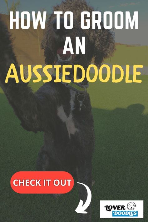 Aussiedoodle Grooming Styles, Grooming Aussiedoodle, Doodle Grooming Styles, Aussiedoodle Grooming, Doodle Grooming, Grooming Style, Grooming Tips, A Nightmare, Puppy Training