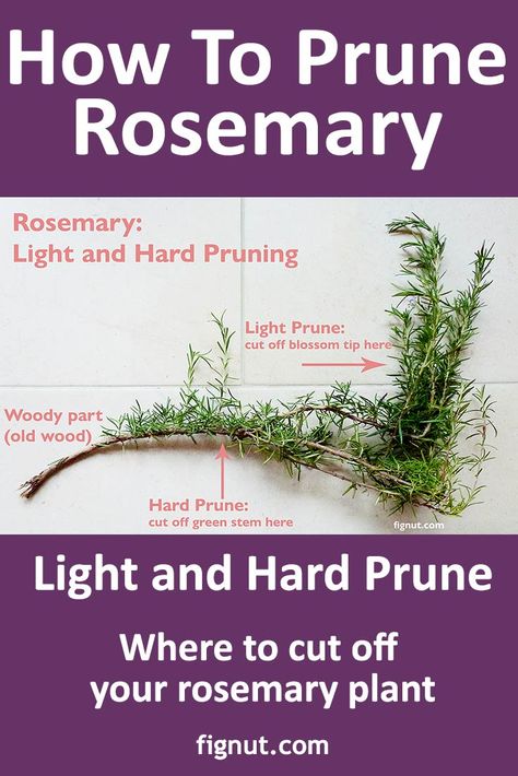 Pruning Rosemary Plants, Rosemary Plant Care Outdoors, How To Care For Rosemary Plants, How To Prune Rosemary, Rosemary Plant Landscaping, Pruning Rosemary, Pruning Herbs, Prune Rosemary, Rosemary Plant Care