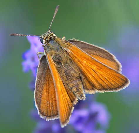 Skipper butterfly by starykocur Skipper Butterflies, Skipper Butterfly, God Is Amazing, Butterfly Images, Butterfly Pictures, Bugs And Insects, Complementary Colors, Shutter Speed, Bugs