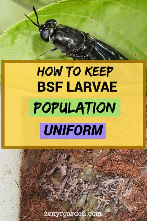 Cricket Farm, Cricket Farming, Black Soldier Fly Larvae, Meal Worms, Black Soldier, Black Soldier Fly, Red Worms, Chicken Farming, Backyard Chicken Farming