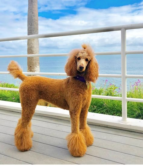 Medium Poodle Haircut, Male Poodle Haircut, Poodles Haircut Styles, Standard Poodle Haircut Styles Winter, Toy Poodle Haircut Styles, Standard Poodle Haircut Styles, Standard Poodle Cuts, Standard Poodle Haircuts, Aesthetic Cute Wallpaper