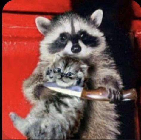 raccoon holds kitten hostage