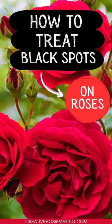 Effective ways to treat black spots on rose leaves. Discover natural remedies and chemical treatments to restore the health and beauty of your roses. Roses Garden Care, Daphne Plant, Black Spot On Roses, Curb Appeal Landscape, Plant Bugs, Garden Remedies, Plant Care Houseplant, Rose Care, Diy Sprays