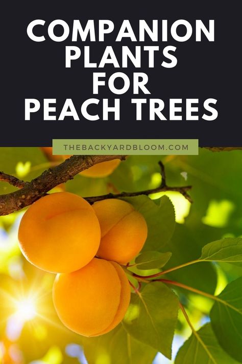 Companion Plants for Peach Trees Alberta Peach Tree, Companion Plants For Peach Trees, Peach Tree Guild Plans, Companion Planting Fruit Trees, Companion Plants For Fruit Trees, Nectarine Tree Companion Plants, Flowering Peach Tree, Apricot Tree Companion Plants, Peach Tree Companion Plants