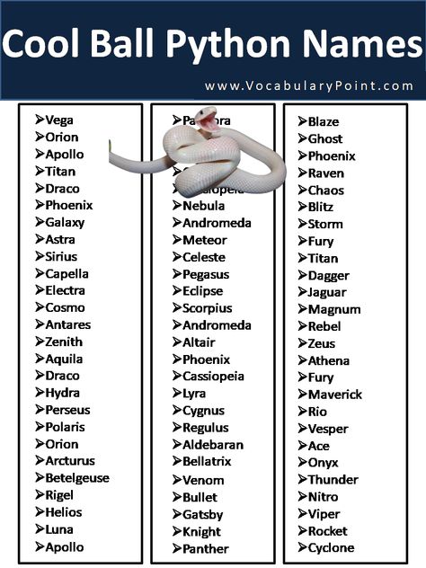 Finding the perfect name for your new ball python can be a daunting task. With so many different possibilities and names to consider, it can ... Read more The post 250+ Cool Ball Python Names appeared first on Vocabulary Point. Ball Python Names, Snake Cage Ideas Ball Python, Snake Names Ideas, Snake Terrarium Ideas Ball Python, Pet Snake Names, Ball Python Terrarium Ideas, Ball Python Cage, Cute Ball Python, Snake Names