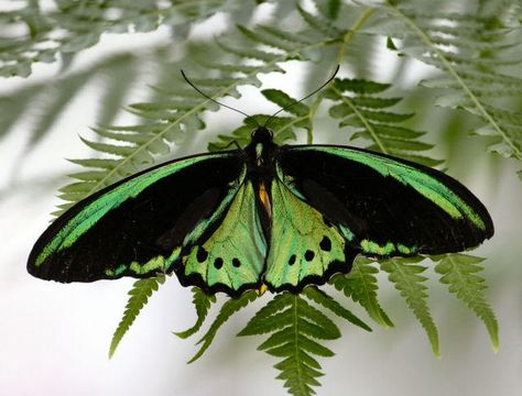 Birdwing Butterfly, Moth Caterpillar, Flying Flowers, Love Butterflies, Moths And Butterflies, Butterflies And Dragonflies, Dragon Flies, Cottage Charm, Beautiful Bugs