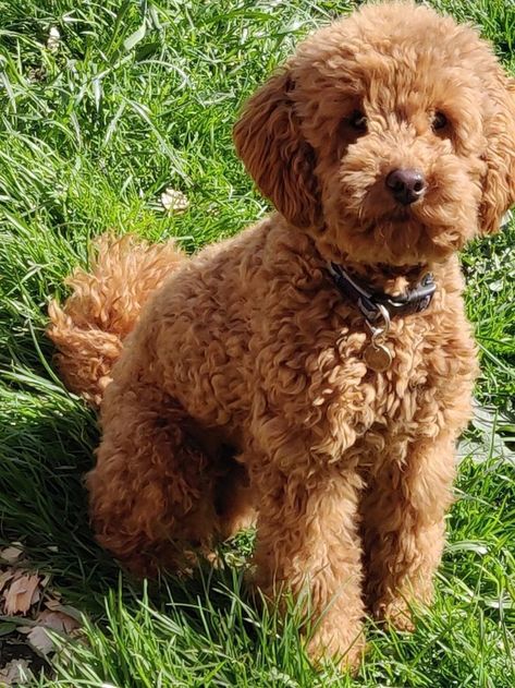 Red Toy Poodle, Toy Poodle Haircut, Teddy Bear Poodle, Teacup Poodle Puppies, Poodle Haircut, Poddle, Mini Poodle, Poodle Toy, Poodle Puppy Standard