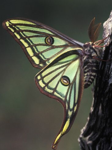 Spanish moon moth Spanish Moon Moth, Rioja Spain, Art Papillon, Moon Moth, Moth Caterpillar, Flying Flowers, Moth Art, Cool Bugs, Moth Tattoo