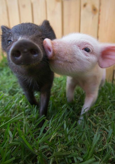 These two little piglets formed the most adorable friendship, complete with joint naps, training sessions and romps around the fields. Teacup Pig, Baby Tortoise, Baby Hamster, Teacup Pigs, Regnul Animal, Small Pigs, Cute Piglets, Mini Pigs