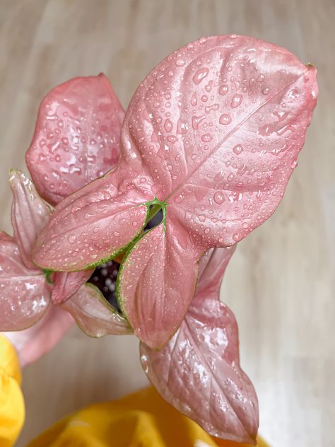 Potted Houseplants, Pink Leaves, Pretty Plants, Plant Collection, Flower Cake, Plant Lover, Indoor Plants, Garden Plants, House Plants