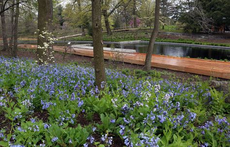 A Landscape, and a Concept, for All Seasons Native Plant Garden, Virginia Bluebells, City Gardens, Flora Garden, New York Botanical Garden, Native Plant Gardening, Australian Garden, Plant Garden, Landscape Concept