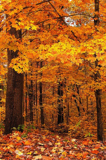 The Yellow Forest 2. | Flickr - Photo Sharing! Yellow Forest, Yellow Autumn, Fall Forest, Desenho Tom E Jerry, Autumn Magic, Autumn Scenes, Autumn Scenery, Fantasy City, Lombok