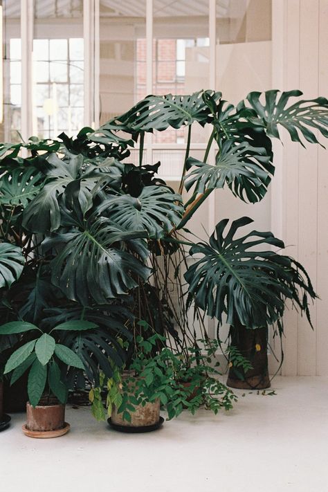 Philosophy - Michael Anastassiades Orleans France, Eclectic Industrial, Things That Go Together, Norfolk House, St Louis Art, Michael Anastassiades, Room London, Big Plants, Porch Garden