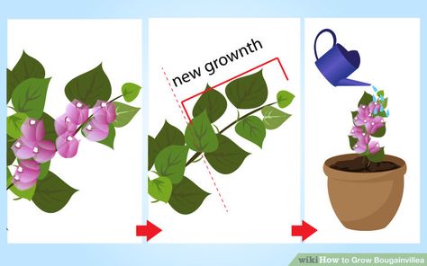 Mother Of Thousands Plant, Bougainvillea Tree, Courtyard Plants, Butterfly Garden Plants, Diy Container Gardening, Garden Pavers, Outside Plants, Plant Nutrients, Australian Garden