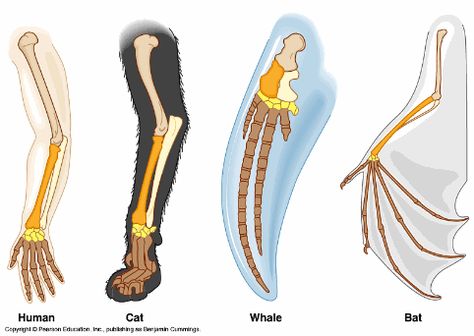 Examples of Homologous Organs Homologous Structures, Biology Teaching, Science Computer, Engineering Books, Vet Medicine, Science Rules, Great Jokes, Science Engineering, Ap Biology