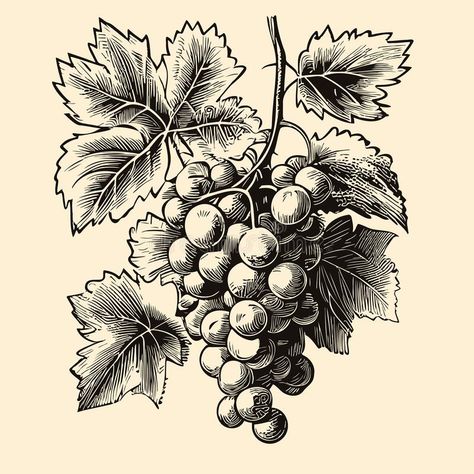 Bunch of grapes retro sketch hand drawn in doodle style Vector illustration stock image Grape Sketch, Grapes Drawing, Grapes Illustration, Grape Illustration, Grape Drawing, Grape Plant, Bunch Of Grapes, Illustration Advertisement, Pen Illustration