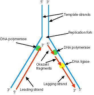 TJ. The Enzymes A portion of the double helix is unwound by a helicase. A molecule of a DNA polymerase binds to one strand of the DNA and begins moving along it in the 3' to 5' direction, using it as a template for assembling a leading strand of nucleotides and reforming a double helix. In eukaryotes, this molecule is called DNA polymerase epsilon (ε). Because DNA synthesis can only occur 5' to 3', a molecule of a second type of DNA polymerase (delta, δ, in eukaryotes) binds to the other templat Anger Mood, Confused Mind, Dna Ligase, Dna Polymerase, Biology Plants, Dna Genetics, Big Data Technologies, Dna Replication, Study Biology