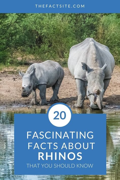 Rhino Drawing, River Animals, Endangered Species Activities, Javan Rhinoceros, Zoo Activities Preschool, Greater One Horned Rhino, Mammals Animals, Nature Facts, Rhino Stuffed Animal