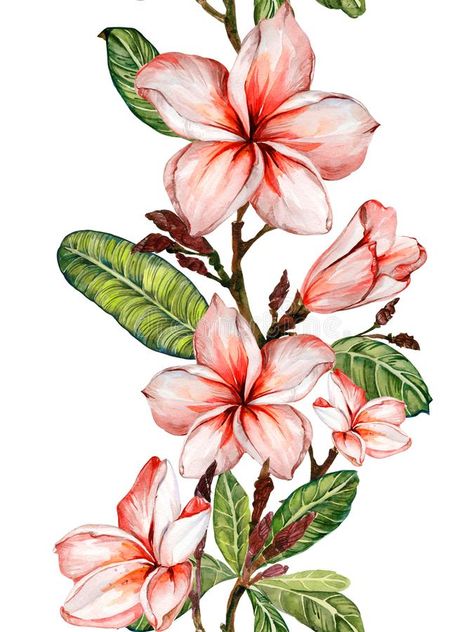 Plumeria flower on a twig. Border illustration. Seamless floral pattern. Isolated on white background. Watercolor painting. royalty free illustration Background Watercolor Painting, Champa Flower, Af Logo, Chic Artwork, Border Illustration, Vine Drawing, Paradise Flowers, Seamless Floral Pattern, Plumeria Flowers