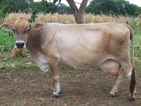 Brown Swiss Cows, Brown Swiss Cows Dairy, Brown Swiss Cattle, Sahiwal Cow, Jersey Cattle, Gado Leiteiro, Bison Meat, Switzerland Cows Alps, Dairy Cattle