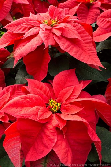 Santa Claus Red Poinsettia © 2015 Patty Hankins December Birth Flower, Poinsettia Plant, Banana Leaf Print, Red Poinsettia, Tropical Gardens, Longwood Gardens, Holiday Floral, Poinsettia Flower, Christmas Poinsettia