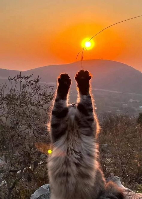 Cat In Sunshine, Sand Cat Aesthetic, Cat Core Aesthetics, Ryancore Aesthetic, Summer Cat Aesthetic, Cats In The Sun, Cat In Sun, Sun Core, Ryan Core