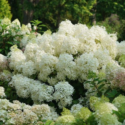 Cut Flower Arrangements, Hydrangea Vine, Hydrangea Petiolaris, Rose Fertilizer, Big Leaf Hydrangea, Types Of Hydrangeas, Smooth Hydrangea, Hydrangea Quercifolia, Panicle Hydrangea