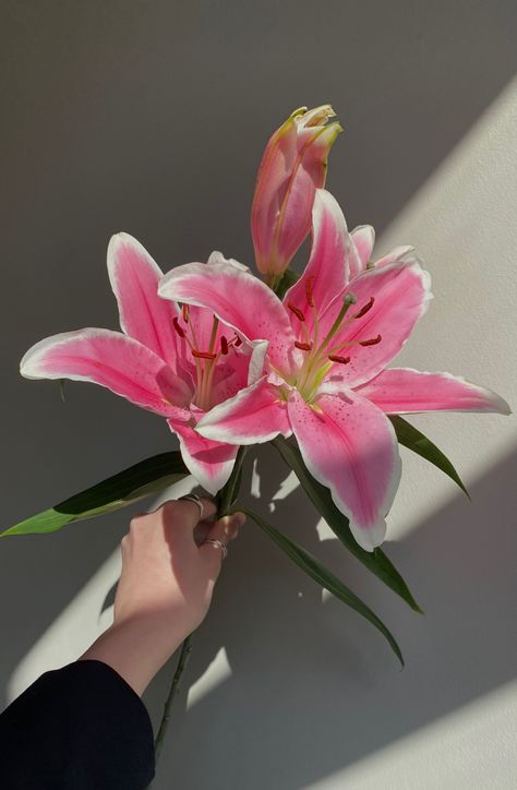 Lilium Bouquet, Pink Lilies, Plants Are Friends, Boquette Flowers, Flower Guide, California City, Nothing But Flowers, Flower Shower, Flower Therapy