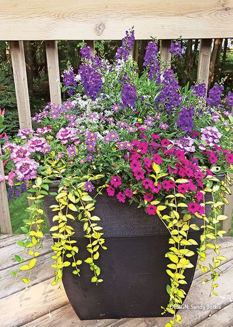 2023 Container Challenge Winners! | Garden Gate Flower Planter Ideas Outdoor Full Sun, Spillers For Containers, Pot Arrangements Outdoor, Thriller Filler Spiller Ideas, Full Sun Planter Ideas, Full Sun Planters, Mixed Flower Pots, Full Sun Container Plants, Summer Planters