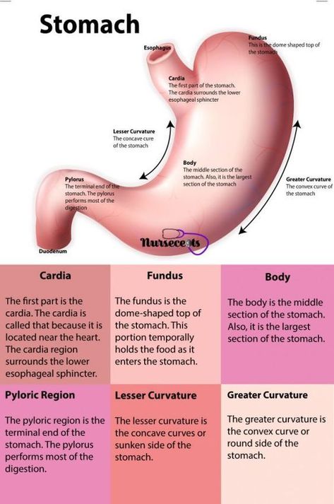 Digestive System Anatomy, Human Digestive System, Human Body Facts, Sistem Pencernaan, Gastrointestinal System, Basic Anatomy And Physiology, Nursing School Survival, Human Body Anatomy, Nursing School Tips