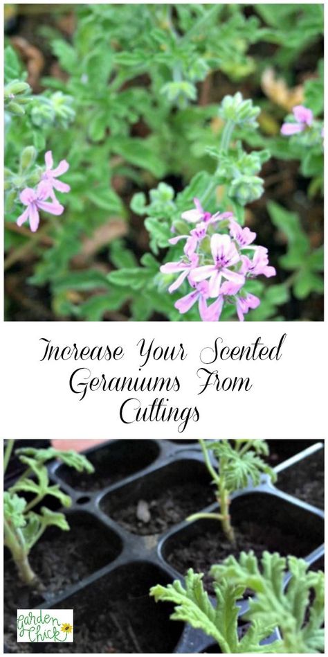 Alaska Gardening, Growing Geraniums, Geraniums Garden, Lovely Greens, Companion Gardening, Geranium Plant, Scented Geranium, Medicinal Garden, Fragrant Garden