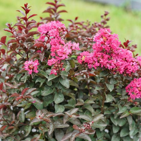 10 Hardy Plants for Hot, Dry Climates | Proven Winners Heat Tolerant Flowers, Xeriscape Ideas, Lilac Varieties, Colorful Shrubs, Full Sun Shrubs, Rose Fertilizer, Evergreen Bush, Myrtle Tree, Drought Tolerant Garden