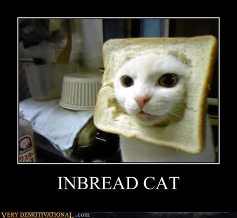 inbread cat.... Funny Cat Pictures, The Doctor, Crazy Cat Lady, Bones Funny, Crazy Cats, Cat Pics, Doctor Who, Art Work, Funny Cats