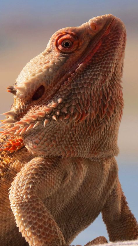 Bearded Dragon Wallpaper, Lizard Species, Dragon Wallpaper, Dragon Wallpaper Iphone, Bearded Dragon, Reptiles, Habitat, Google Images, Animals