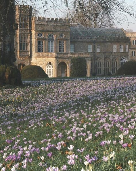 Trees, Building, Purple, Flowers, Green