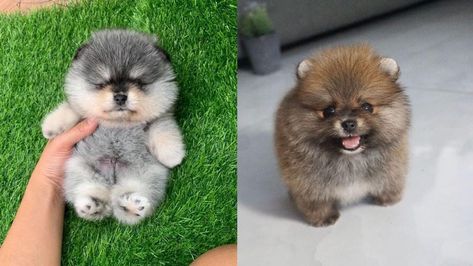 Do you llove own a Living teddy bear ? Here are cutest Teddy Bear Dog breeds you ever see. Find interesting facts and information about teddy bear dogs Teddy Bear Dogs, Teddy Bear Poodle, Bear Dog Breed, Bear Dogs, Teddy Bear Puppies, Toy Dog Breeds, Teddy Bear Dog, Emotional Support Dog, Teddy Dog