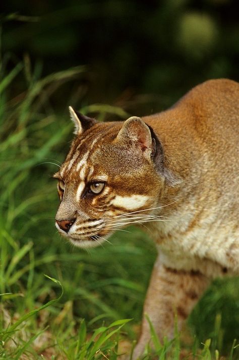 Asian Golden Cat, Wild Cat Species, Golden Cat, Small Wild Cats, Cat Species, Exotic Cats, Incredible Creatures, Cat Family, Domestic Cat