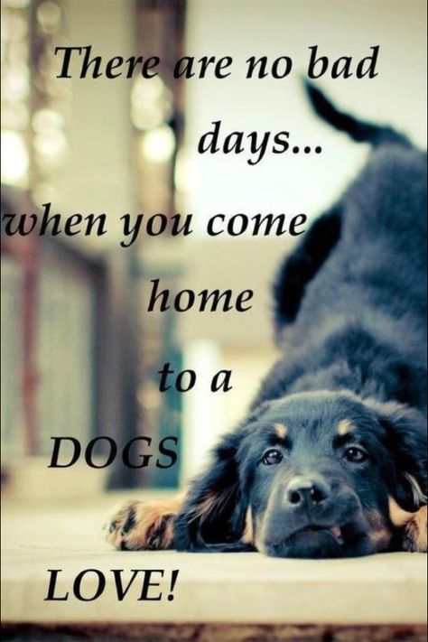 That's how I feel when I come home to Cupcake and Elvis ❤   (Fun Fact I have an obsession with dogs) Lou Dog, No Bad Days, Love My Dog, Love Life Quotes, Blue Heeler, E Card, Labradoodle, Dog Quotes, Baby Dogs