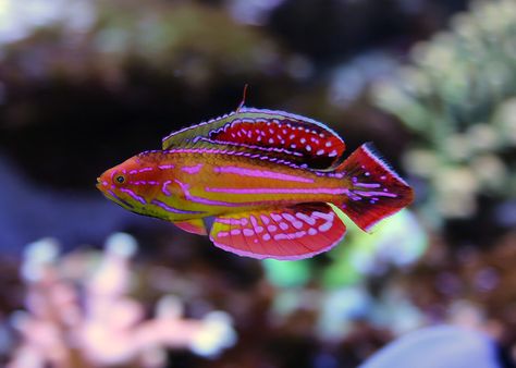 Attenuatus Flasher Wrasse - my new FAV wrasse - Reef Central Online Community Reef Safe Fish, Saltwater Aquarium Beginner, Marine Aquarium Fish, Saltwater Aquarium Fish, Saltwater Fish Tanks, Cool Fish, Saltwater Tank, Beautiful Sea Creatures, Marine Aquarium