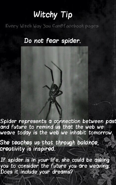 Witchy tip Spider Spirit Animal, Spider Totem, Every Witch Way, Witch Tips, Witchy Tips, Spirit Guide, Witch Stuff, Baby Witch, Witch Craft