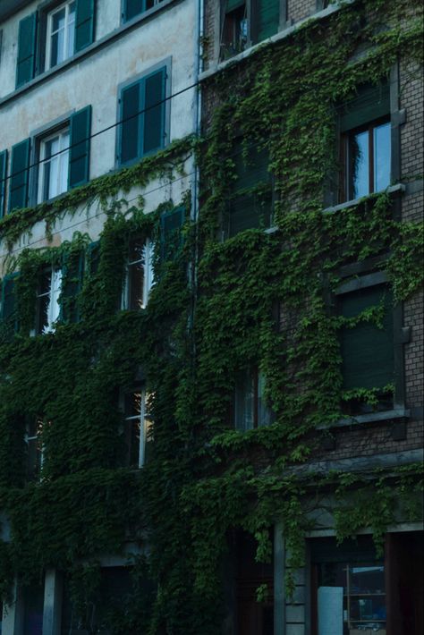 #green #vines #leaves #ivy #nature #city #garden #greenery Ivy On Building, Woody Aesthetic, Ivy Core, Vines Aesthetic, Ivy Name, Ivy Aesthetic, Vines Leaves, Nature City, Jack Of Hearts