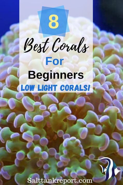 If you are a beginner with keeping corals in your reef tank, you want to start out with soft or LPS corals that are forgiving and can handle low lighting conditions.  #coralreefaquarium #marineaquarium #saltwatertank Salt Water Fish Tank Ideas, Salt Water Tank Ideas, Coral Tank Aquarium, Small Saltwater Tank, Salt Water Tank, Saltwater Tank Setup, Coral Reef Tank, Saltwater Aquarium Beginner, Salt Water Reef Aquarium