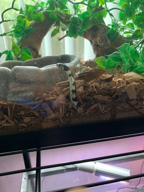 Milk Snake Enclosure, Diy Reptile Enclosure, Snake Room, Terrarium Inspiration, Snake Care, Diy Reptile, Snake Terrarium, Cool References, Pet Enclosures