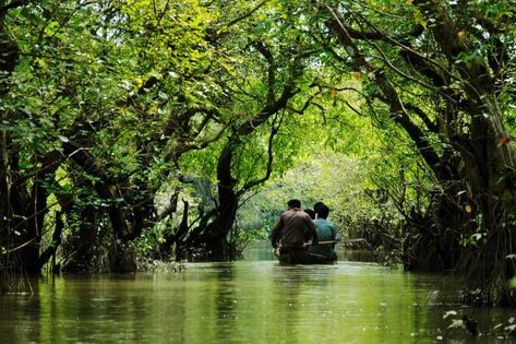 Ratargul Swamp Forest | © WikiCommons Swamp Forest, Asian Nature, Bangladesh Travel, Mangrove Forest, Winter Getaway, Amazing Places, Unesco World Heritage Site, Unesco World Heritage, Heritage Site