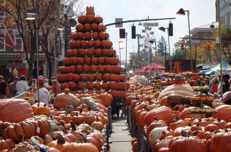 Go to the Circlevill Pumpkin Show in Ohio Circleville Pumpkin Show, Ohio Adventures, Circleville Ohio, Pumpkin Show, Harvest Festivals, Pumpkin Festival, Unique Fruit, Ohio Travel, Ohio History