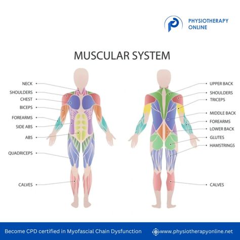 🌟 Become CPD Certified in Lower Extremity Myofascial Chains Physiotherapy! 🌟 Are you a physiotherapist, occupational therapist, or sports and exercise physiologist looking to deepen your understanding of myofascial pain? Join our comprehensive CPD course and enhance your clinical skills! 📚 Course Highlights: - Duration:3 hours 17 minutes - Price: £35 - Access: 60 days of learning resources - CPD Credit:3 hours 🔍 Learning Objectives: - Differentiate between fascial and myofascial pain. - M... Exercise Physiologist, Differential Diagnosis, Lower Extremity, Muscular System, Learning Objectives, Occupational Therapist, Learning Resources, Psychologist, Lower Back