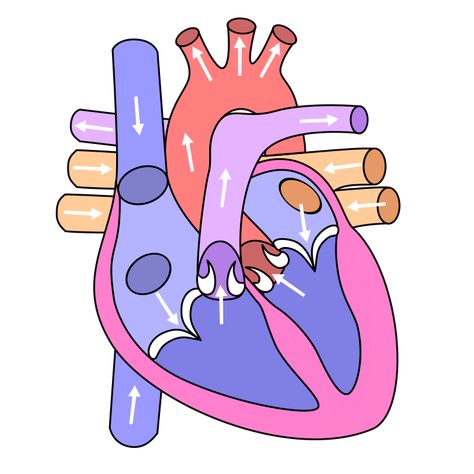 File:Heart ru.svg - Wikimedia Commons Circulatory System Drawing, Diagram Of Heart, Heart Circulatory System, Circulatory System Projects, Human Body Diagram, Digestive System Anatomy, Human Circulatory System, Biology Diagrams, Persuasive Letter